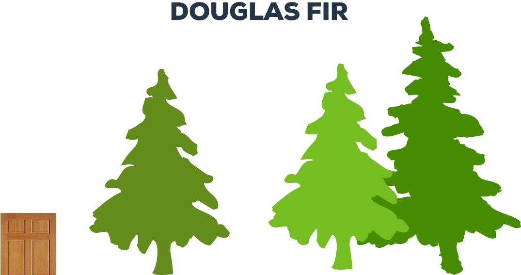 Douglas Fir